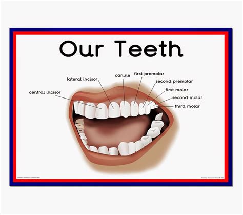 types of teeth diagram for children