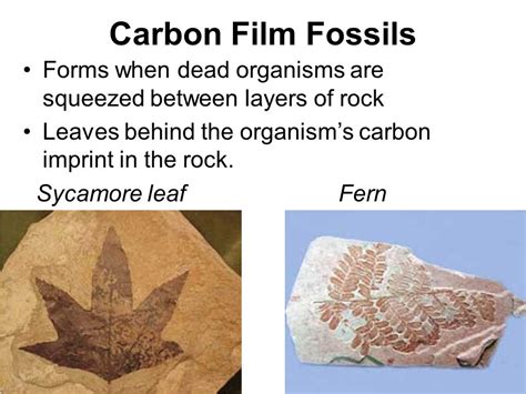 Carbonization Fossils