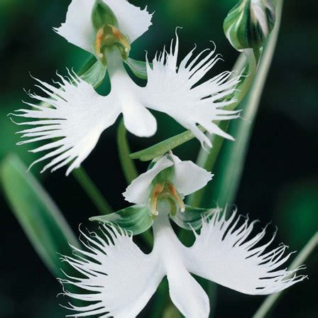 Top 26 Beautiful Orchid Flowers