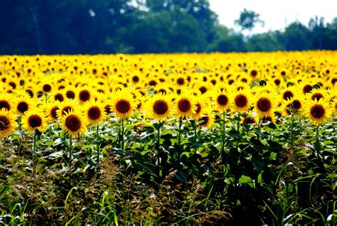 Images Of Sunflower Fields | Zoom Wallpapers