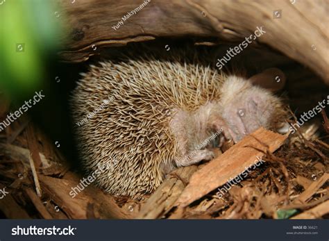 Sleeping Hedgehog Stock Photo 36621 : Shutterstock