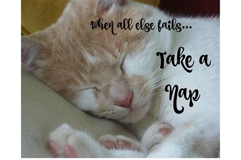 Sleeping Cat Funny Cat Quotes Word Art Pictures When All | Etsy