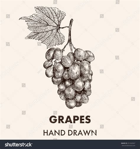 132 Grape Cluster Pencil Sketch Images, Stock Photos & Vectors | Shutterstock