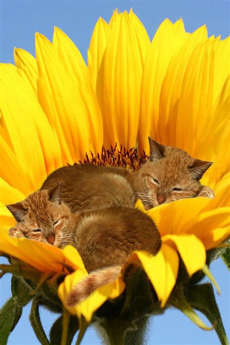 Cats in sunflower