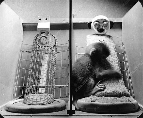 Harlow's monkey experiment - Stock Image - C026/4304 - Science Photo Library