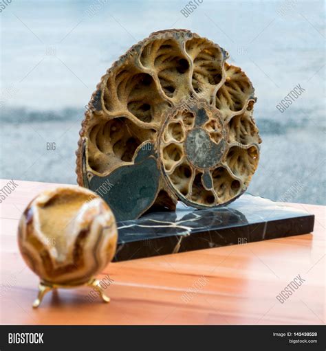 Ammonite Shell Section Image & Photo (Free Trial) | Bigstock