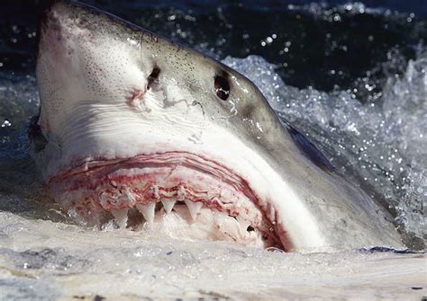J-bay shark 'attack' reminds us we share the ocean » SciBraai