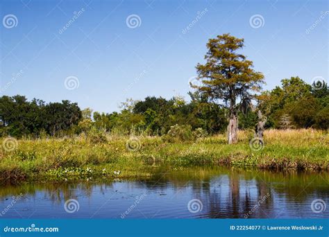 Bayou - Horizontal Landscape Stock Image - Image of bayou ...