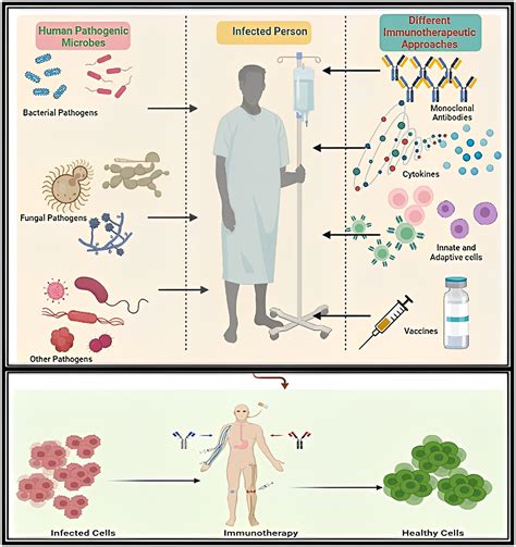 Frontiers | Immunotherapies against human bacterial and fungal ...