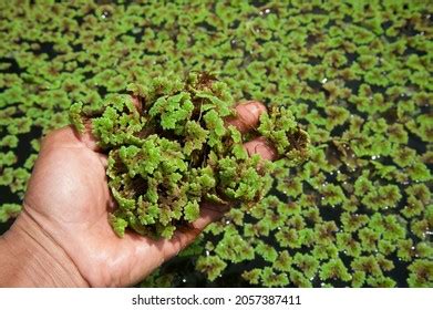 Green Floating Azolla Pinnata Azolla Microphylla Stock Photo 2057387411 | Shutterstock