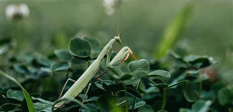 Praying Mantises play a fundamental role in the #ecosystem as predators ...