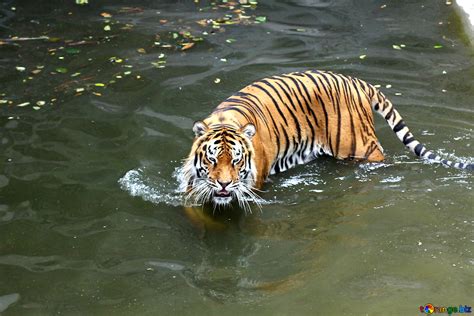 Water tiger free image - № 45723