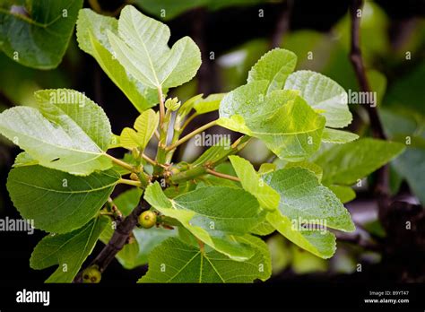 Higuera tree hi-res stock photography and images - Alamy