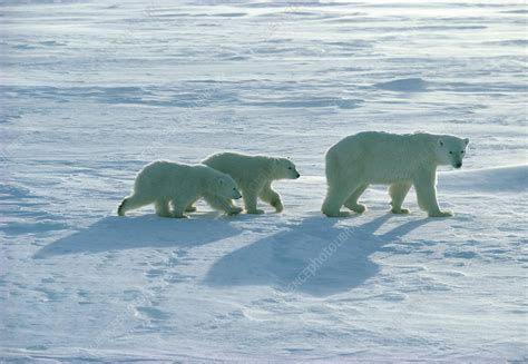 Polar bear (Ursus maritimus) with her cubs - Stock Image - Z927/0035 - Science Photo Library