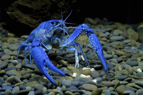 Pet Crayfish | 7 Freshwater Aquarium Crayfish! - Aquariadise