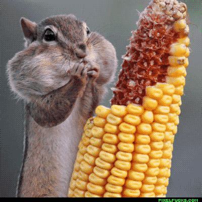 Squirrel Eating GIF - Find & Share on GIPHY