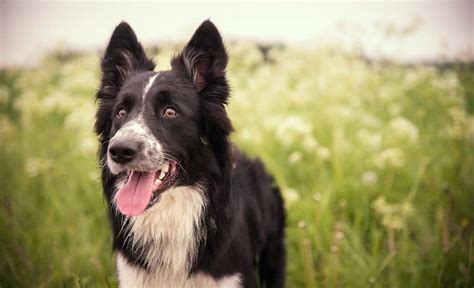 17 Border Collie Mixes: Charming & Charismatic Collie Combos!