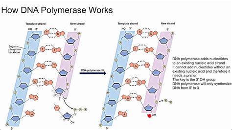 How DNA Polymerase Works - YouTube