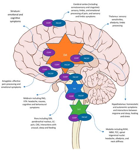 IJMS | Free Full-Text | Molecular Mechanisms of Migraine: Nitric Oxide Synthase and Neuropeptides