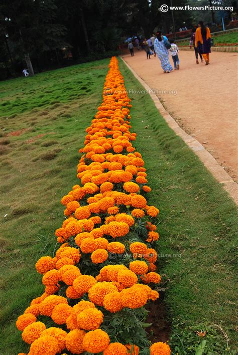 Marigold varieties