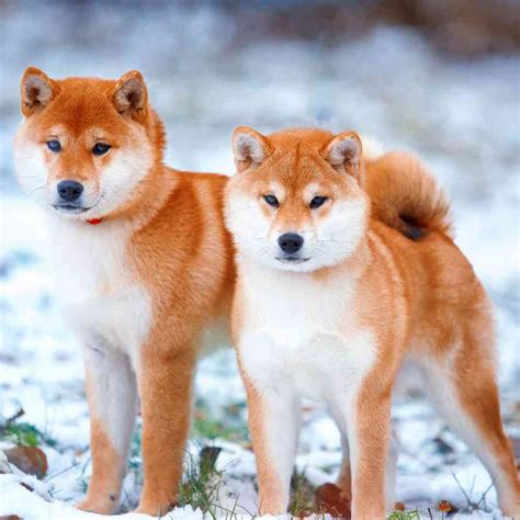 About Shiba Inu Breed