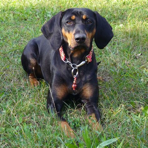 Austrian Black & Tan Hound Breed Guide - Learn about the Austrian Black & Tan Hound.