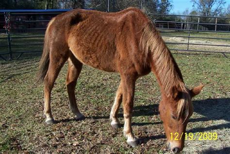 Horse Rescue Group Needs Help To Care For Horse : NorthEscambia.com