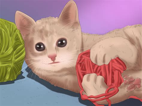 How to Take Care of a Cat - wikiHow