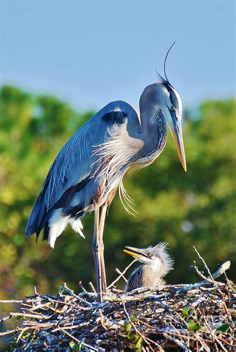 Great Blue Heron and Baby Photograph by William Wyckoff