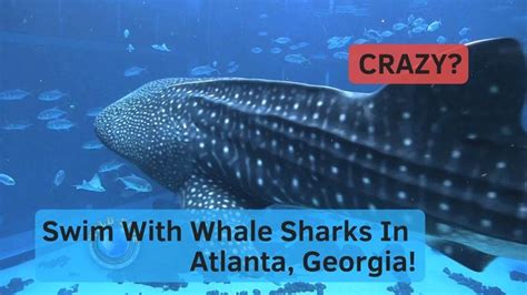 Swim With Whale Sharks Georgia Aquarium ATLANTA HD | Georgia aquarium, Swimming with whale ...