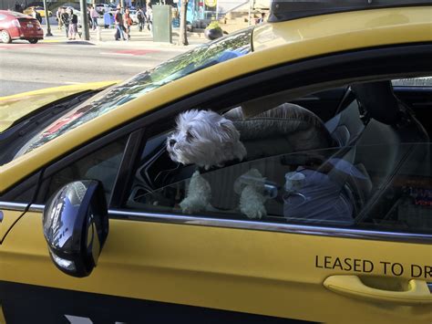 Hey, mister! You need a cab? | The Dogs of San Francisco