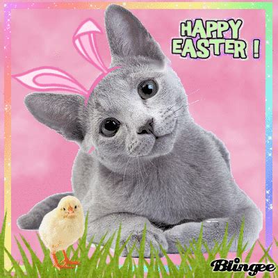 Bunny Cat Easter Animated Image | Easter cats, Animated images, Cats