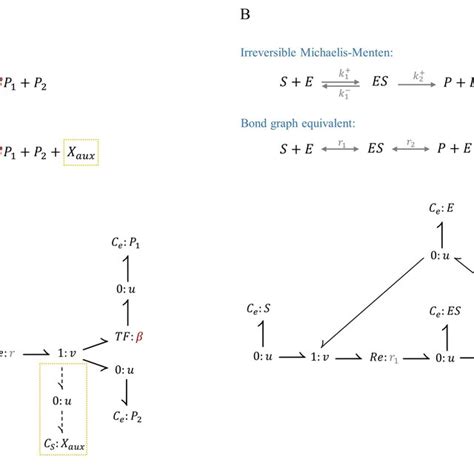 Bond graph representation of two irreversible reactions. (A)... | Download Scientific Diagram