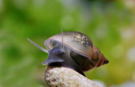 A plague of snails - | Aquasabi | Aquasabi - Aquascaping Shop