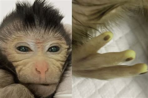 The first true chimeric monkey is born 'glowing' with two sets of DNA