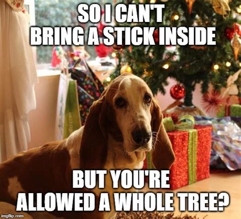 Dog Christmas Meme | Christmas memes, Funny dog memes, Dog christmas photos