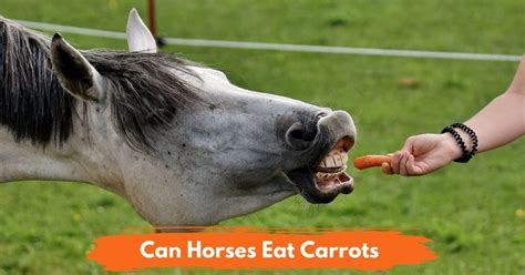 Can Horses Eat Carrots? - National Equine