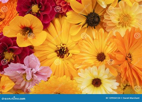 Flower Arrangement of Calendulas, Rudbeckia, Nasturtium, Dahlias Stock Photo - Image of ...