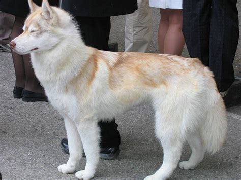 Most Beautiful Mixed Breed Dogs: 7 Most Beautiful Siberian Husky