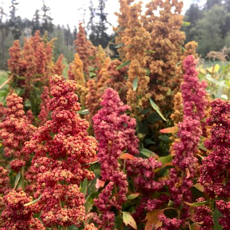 Quinoa - Brightest Brilliant Rainbow - Deep Harvest Farm