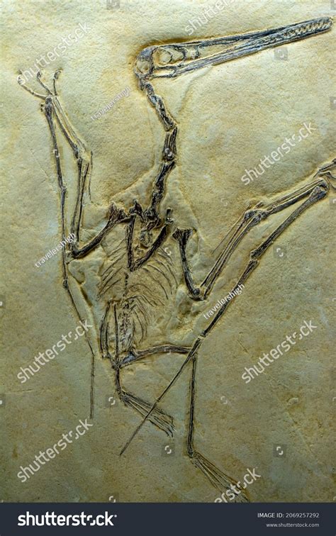 836 Pterosaur Fossil Images, Stock Photos & Vectors | Shutterstock