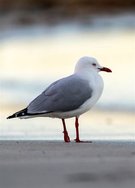 Wildlife and Wildflowers - Visit Flinders Island