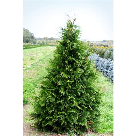 Online Orchards 1 Gal. Green Giant Arborvitae Shrub-CFAR002 - The Home Depot