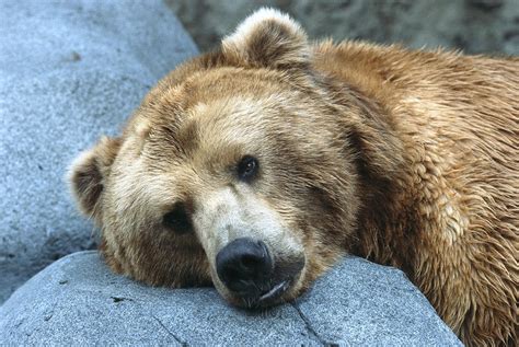 Grizzly Bear Ursus Arctos Horribilis Photograph by San Diego Zoo | Fine Art America