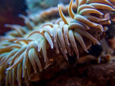 Edge of Sea Anemone Underwater with Tentacles Stock Photo - Image of ...