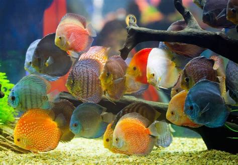 42+ Most Unique & Beautiful Types of Cichlids for Every Aquarist