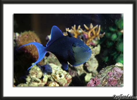 Niger trigger reef safe? - Michigan Reefers