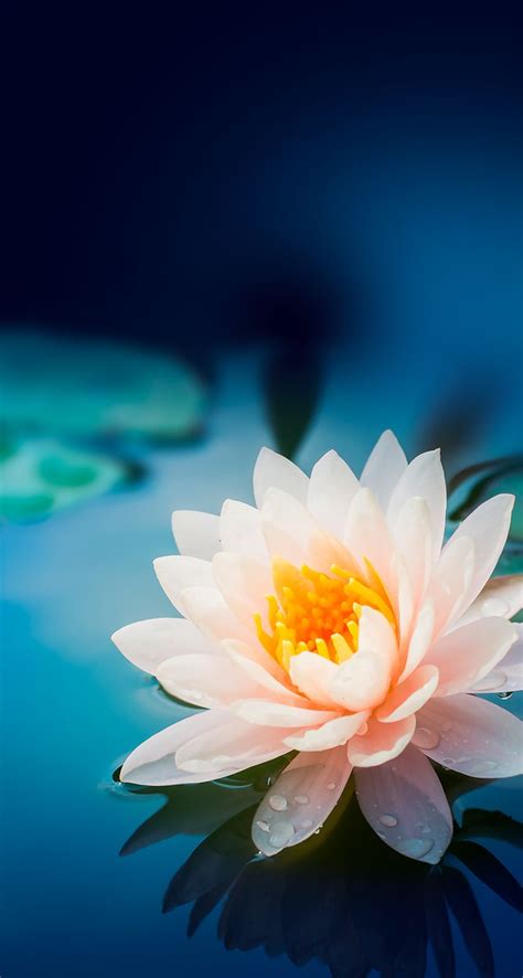 More Wallpaper Collections - Lotus Flower Iphone Background (#69528) - HD Wallpaper ...