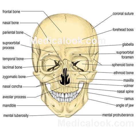 Image: Facial Bones | Анатомия человека, Рисовать, Анатомия