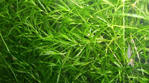 Guppy Grass: Fast-growing plant for freshwater aquariums | Aquatical